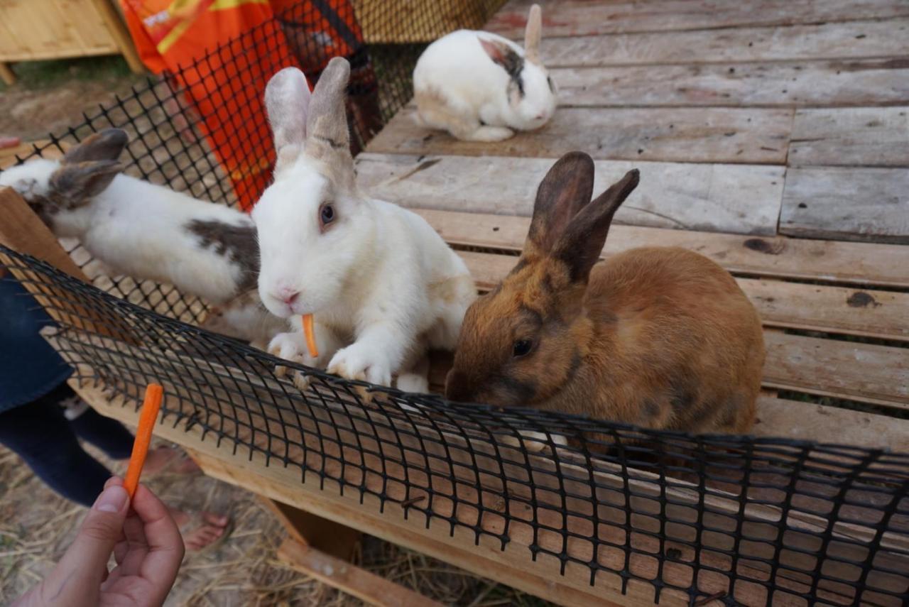 ไร่นาบัวหลวง คาเฟ่ & ฟาร์มสเตย์ Raina Bualuang Cafe & Farm Stay Ban Na No Exterior foto
